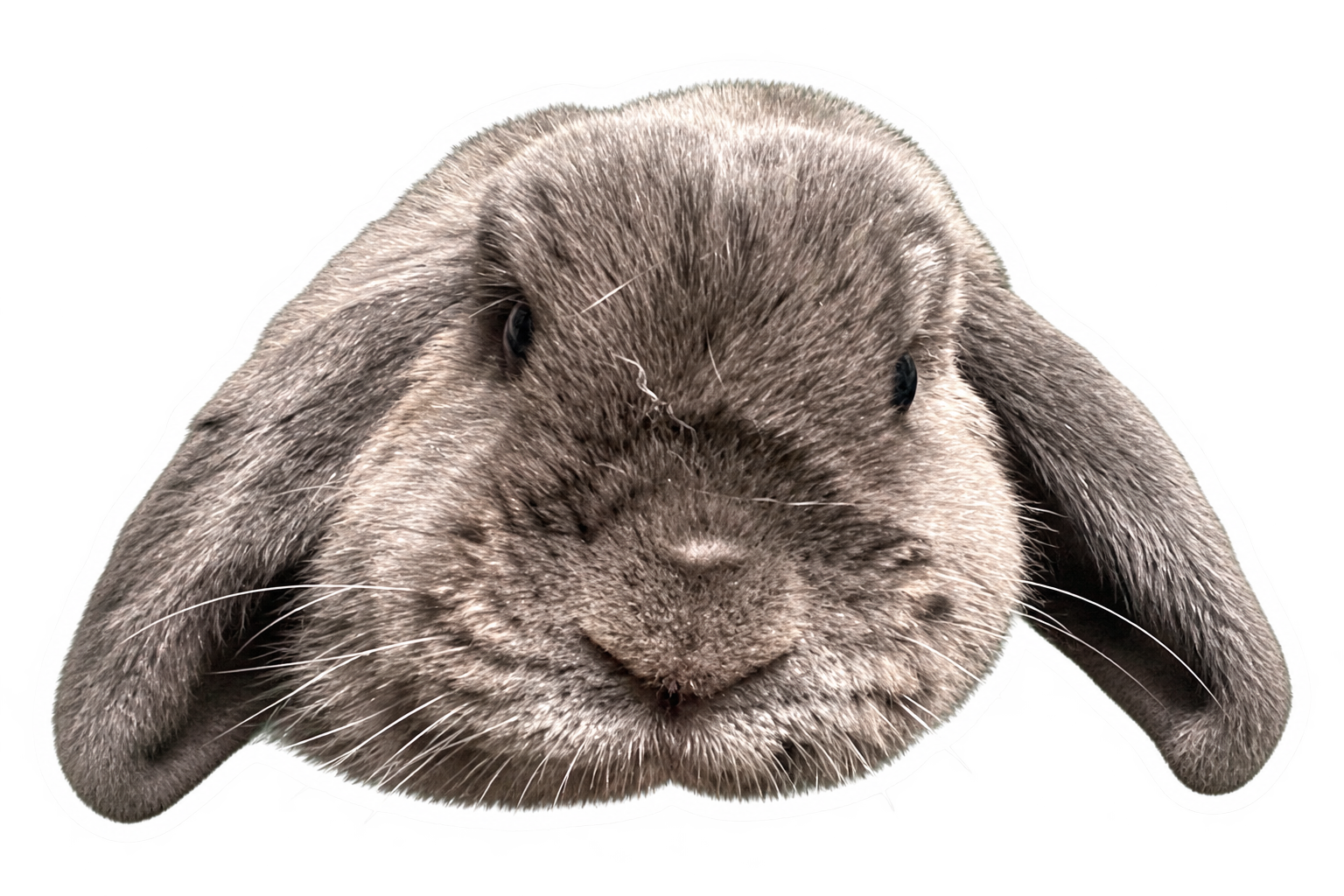 Marvel, a gray lop rabbit